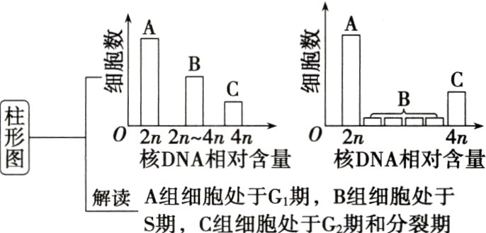 解读A组细胞处于Gi期B组细胞处于S期C组细胞处于G期和分裂期