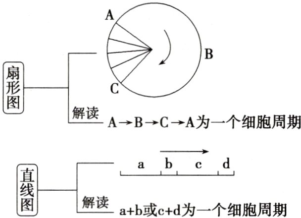 ab或cd为一个细胞周期