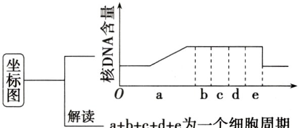 0abcdeabcde为一个细胞周期