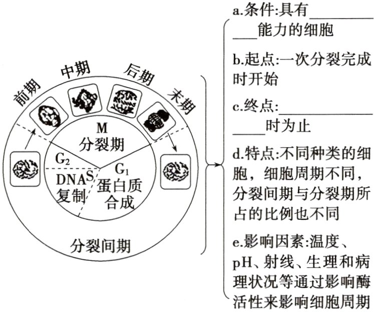 理状况等通过影响酶活性来影响细胞周期