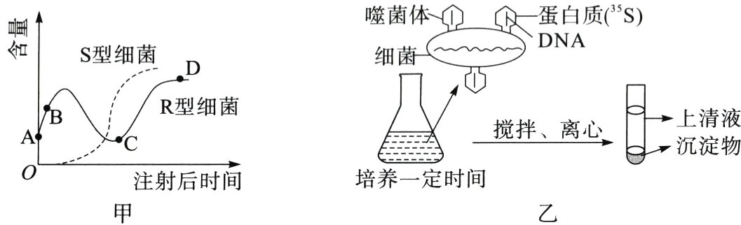 培养一定时间注射后时间