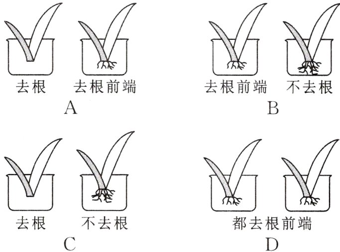 去根不去根都去根前端