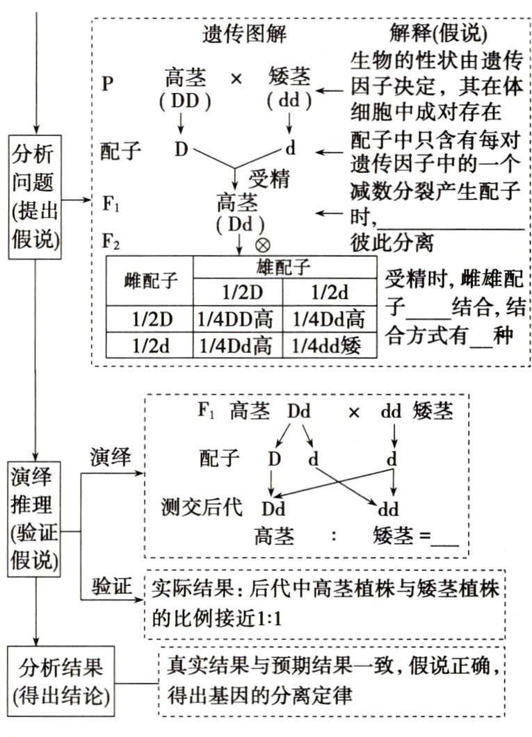 得出结论得出基因的分离定律
