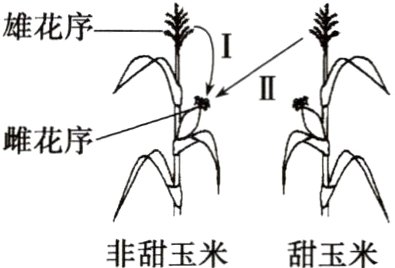 非甜玉米甜玉米