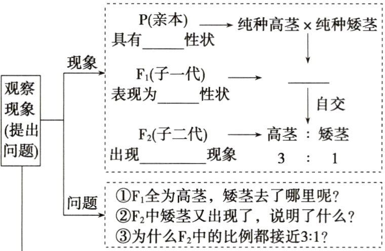为什么F2中的比例都接近31