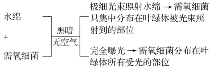 完全曝光需氧细菌分布在叶需氧细菌绿体所有受光的部位