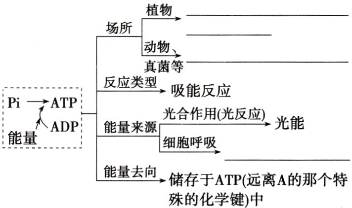 储存于ATP远离A的那个特殊的化学键中