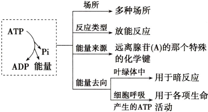 细胞呼吸用于各项生命产生的ATP活动