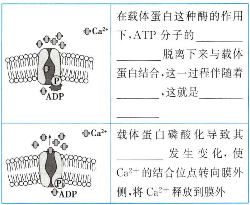 侧将Ca2释放到膜外ADP