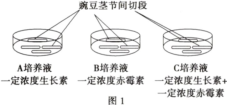 一定浓度赤霉素图1
