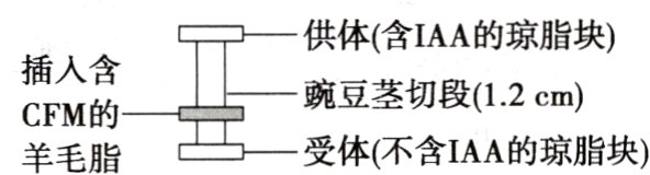 工供豌体豆茎含切段的CFM的受体不含IAA的琼脂块羊毛脂