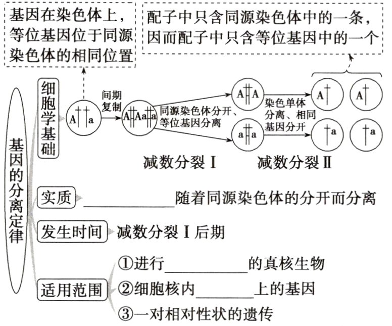 一对相对性状的遗传
