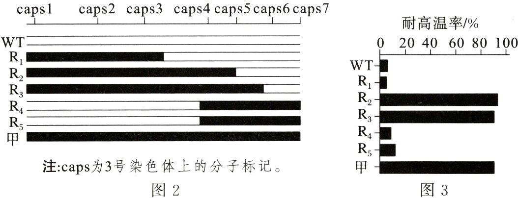 注caps为3号染色体上的分子标记图3图2