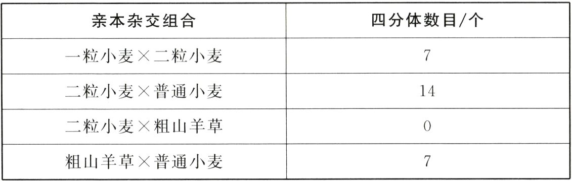 粗山羊草普通小麦