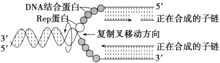 正在合成的子链53