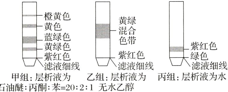 甲组层析液为乙组层析液为丙组层析液为水石油醚丙酮苯2021无水乙醇