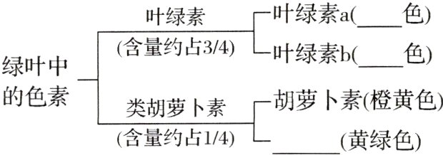类胡萝卜素含量约占14黄绿色