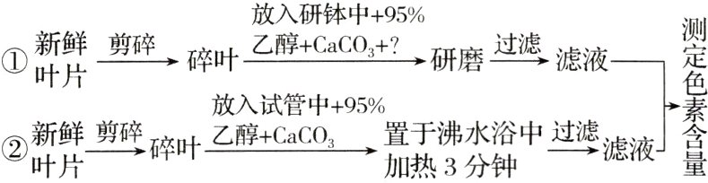 新鲜剪碎碎叶乙醇CaCO置于沸水浴中过滤滤液