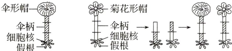 篡果细胞核细胞