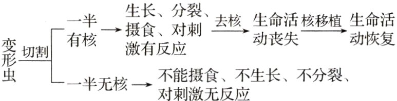 一半无核一对反生长不分裂