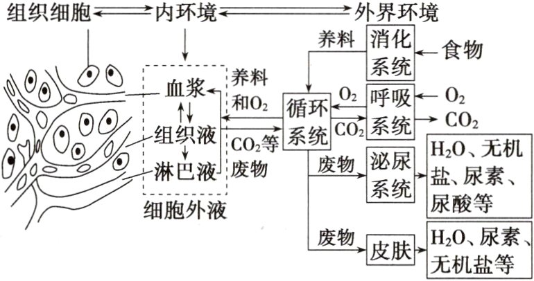 H2O尿素废物皮肤无机盐等
