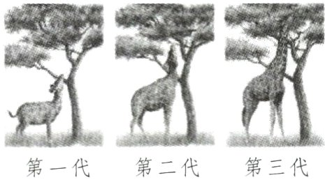 第二代第三代第一代