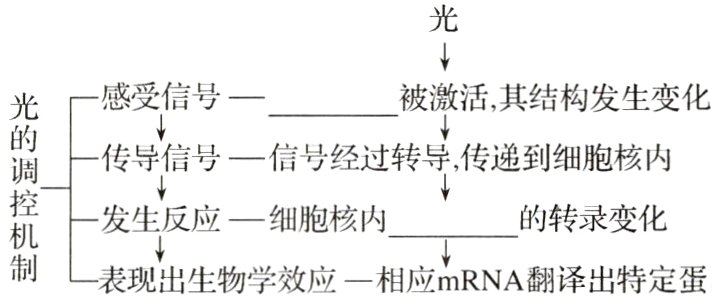 发生反应细胞核内的转录变化现出生物学效应一相应mRNA翻译出特定蛋白质