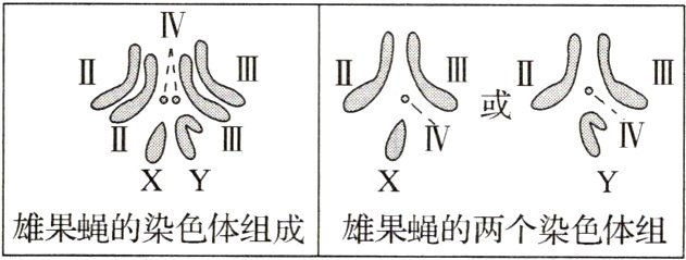 雄果蝇的染色体组成雄果蝇的两个染色体组
