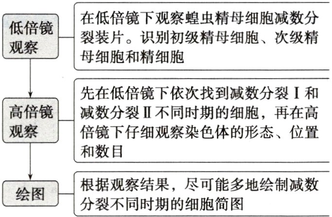 根据观察结果尽可能多地绘制减数绘图分裂不同时期的细胞简图