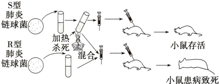 链球菌小鼠患病致死