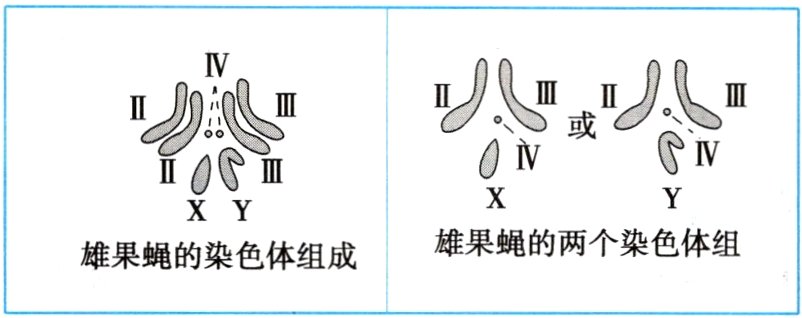 雄果蝇的染色体组成