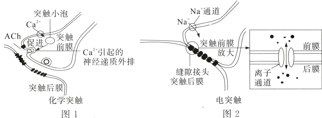 电突触化学突触图2图1