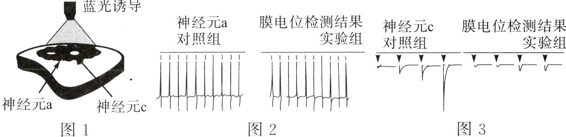 神经元a神经元c图3图2图1