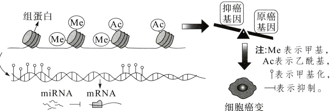 miRNAmRNA细胞癌变