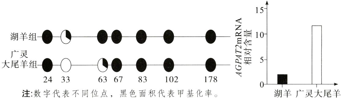 2433636783102178注数字代表不同位点黑色面积代表甲基化率湖羊广灵大尾羊