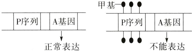 不能表达正常表达