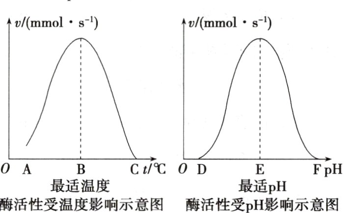 最适温度最适pH酶活性受温度影响示意图酶活性受pH影响示意图