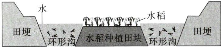 田埂环形涛水稻种植田块