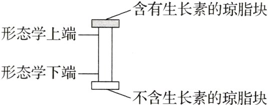 形态学下端不含生长素的琼脂块
