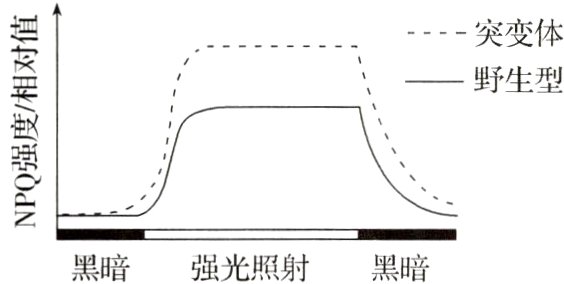黑暗强光照射黑暗