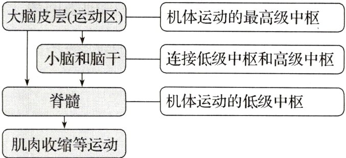 肌肉收缩等运动