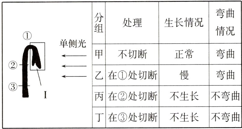 不弯曲丁在处切断不生长