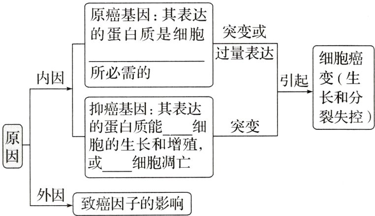 外因致癌因子的影响