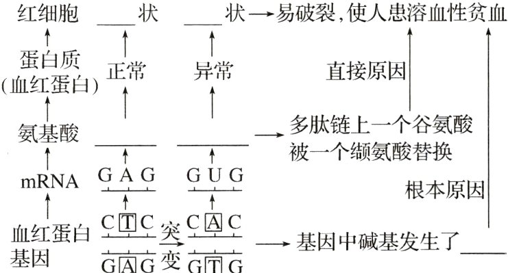 C日C突AC血红蛋白基因中碱基发生了基因GAG变G叵G