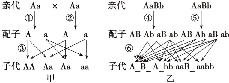 子代ABAbbaaBabb子代AAAaAaaa