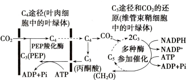 丙酮酸ADPPiADPPiATPCH0