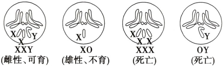 XXYXOXXXOY雌性可育雄性不育死亡死亡