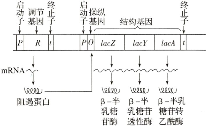 乳糖乳糖苷糖苷转苷酶透性酶乙酰酶