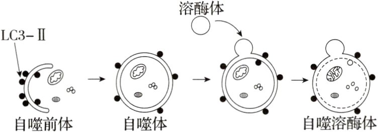 自噬溶酶体自噬体自噬前体