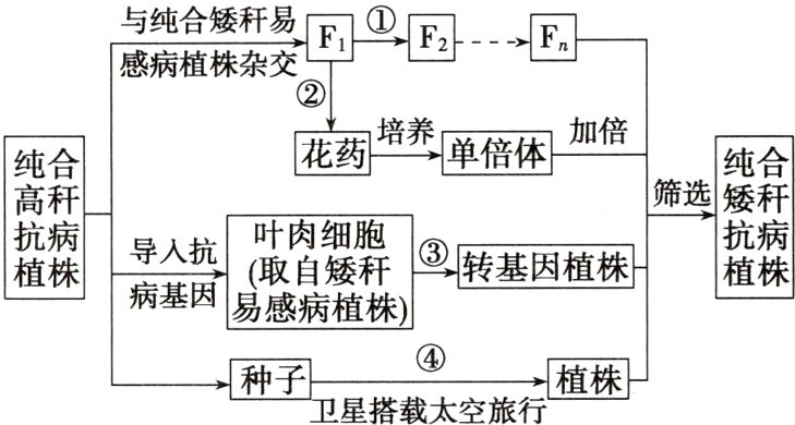 种子植株星搭载太空旅行